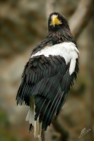 Orel vychodni - Haliaeetus pelagicus - Steller's Sea-Eagle 6766